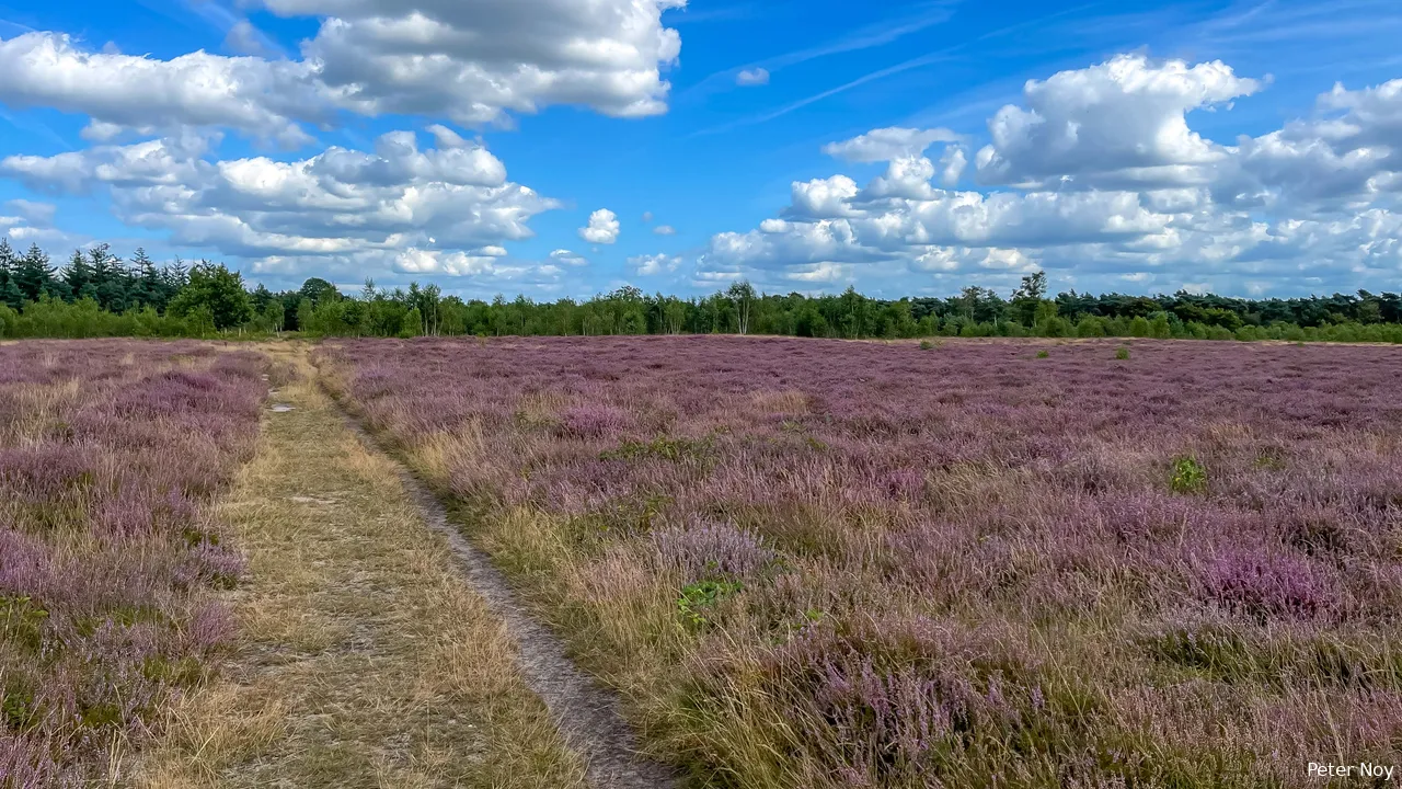 01 bloeiende heide kanonsberg foto peter noy