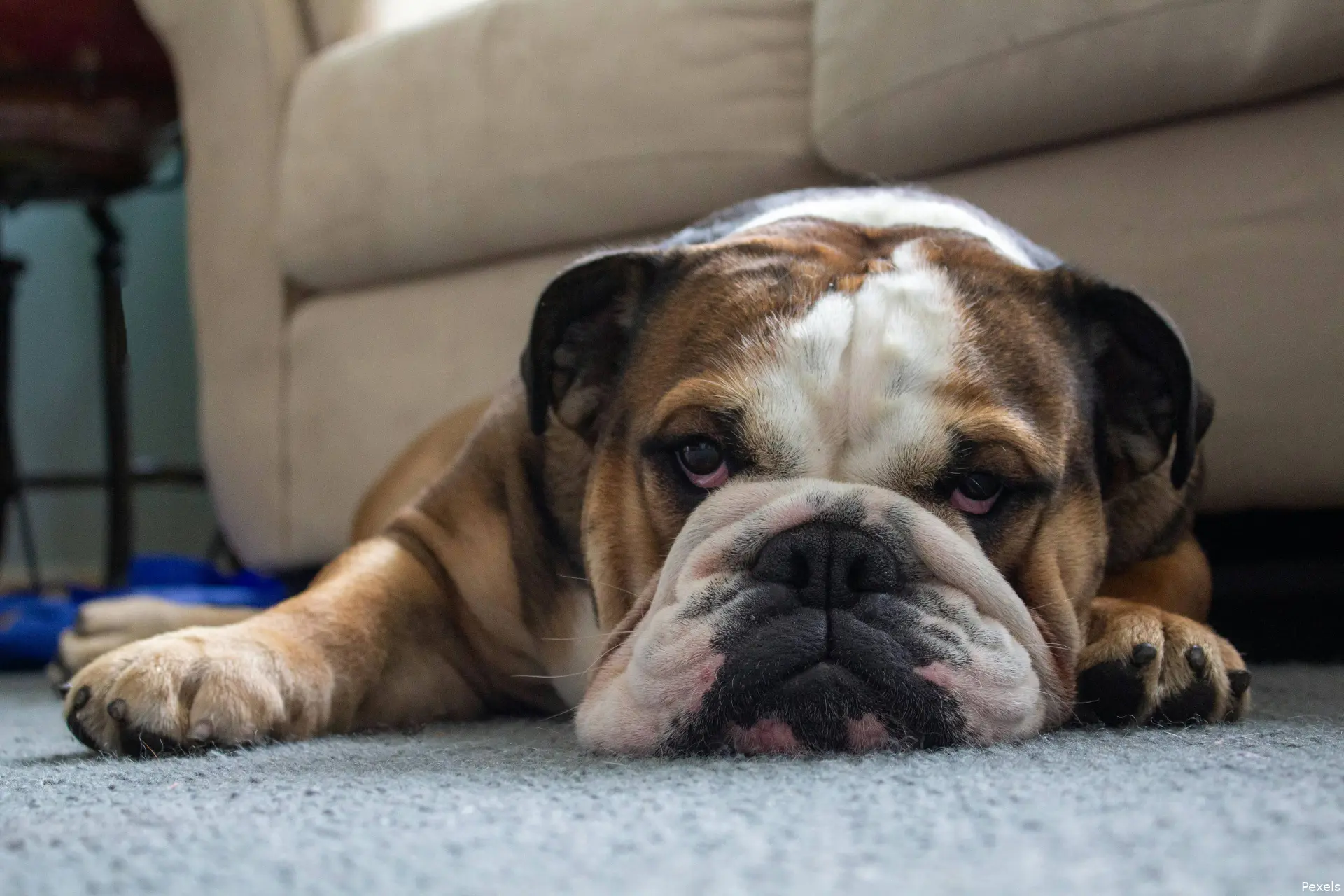 Engelse bulldog