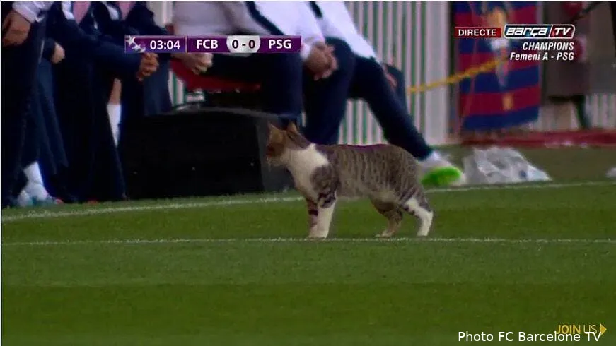 insolite un chat stoppe barca psg cep 0hbwwaajdo7137650