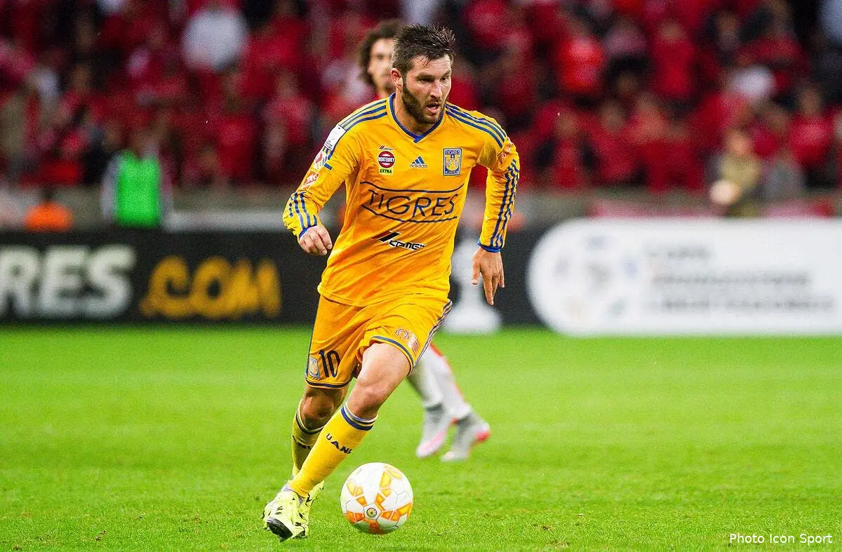 tigres meme pour la chine gignac refuse de quitter son trone gignac 22134176