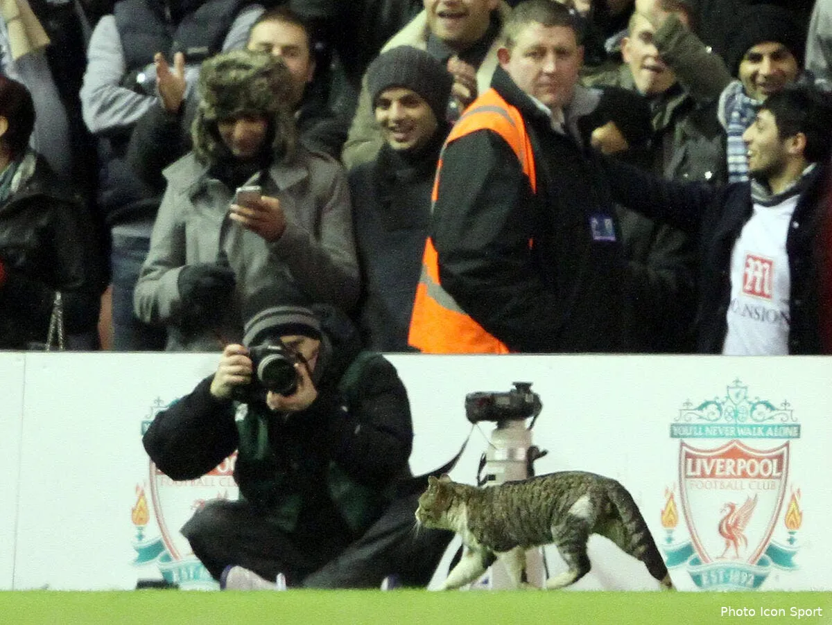 le chat d anfield road fait le bonheur de liverpool et du web iconsport spi 060212 40 45 130867