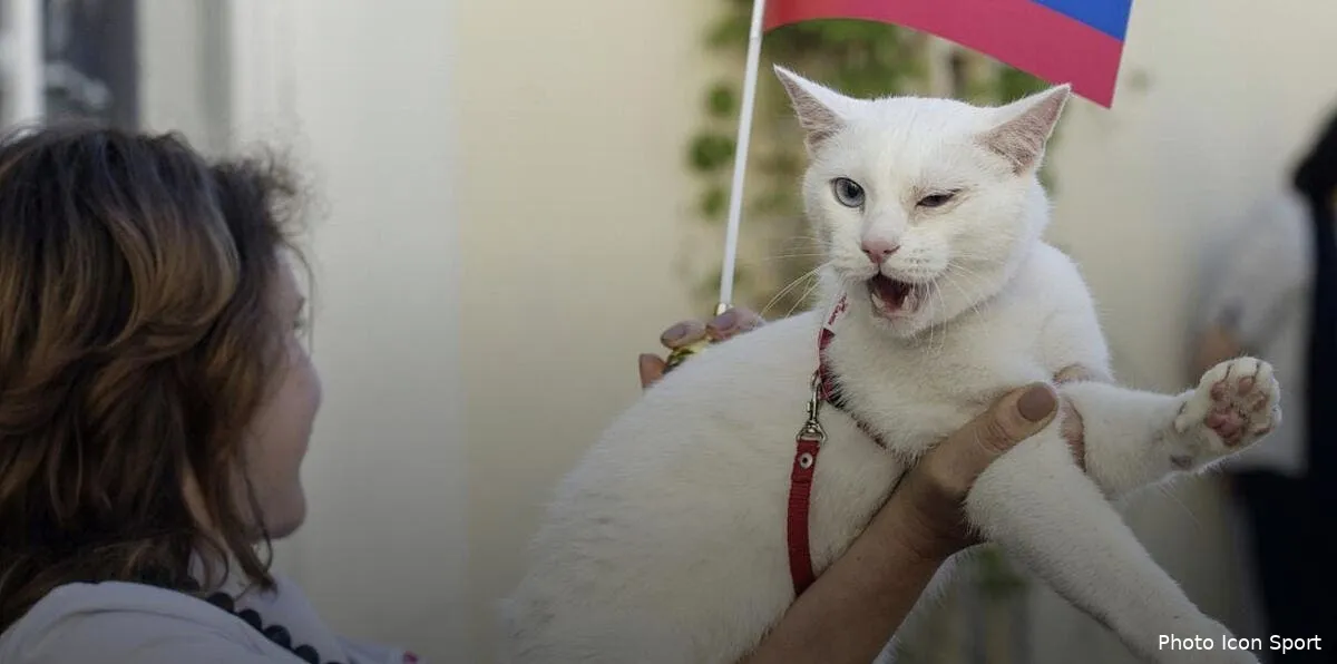 mondial 2018 achille le chat designe pour battre paul le poule achille212661