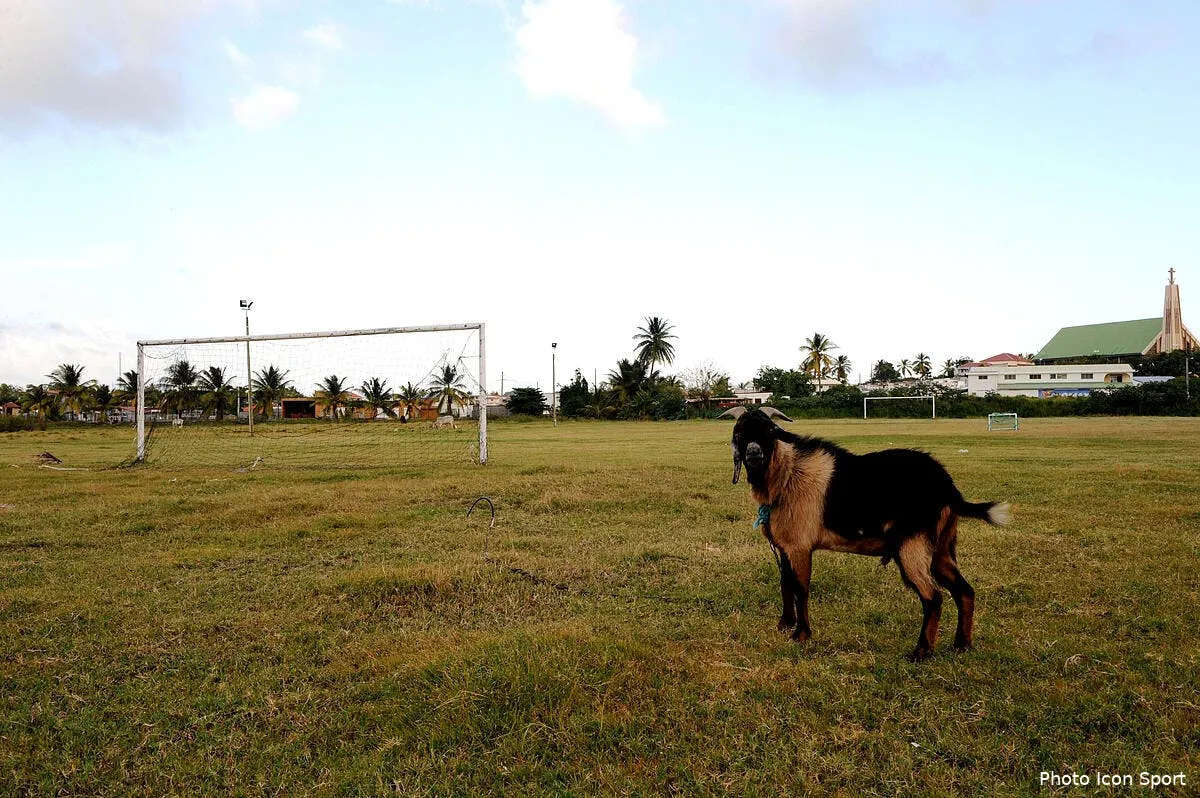om les chevres depriment d etre comparees aux joueurs marseillais iconsport jpt 150109 88 00140560
