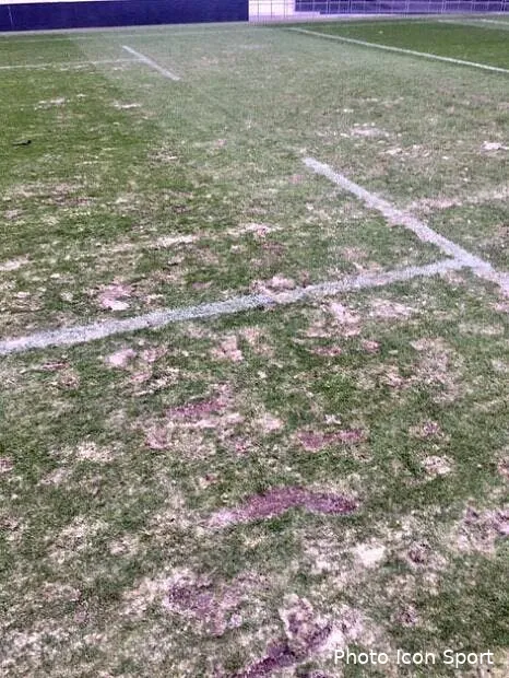 tfc om on range le foie gras place au champ de patates pourries toulouse166074