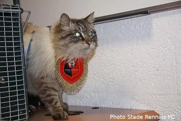 tigrou le chat porte bonheur de rennes a ete retrouve 2564249413