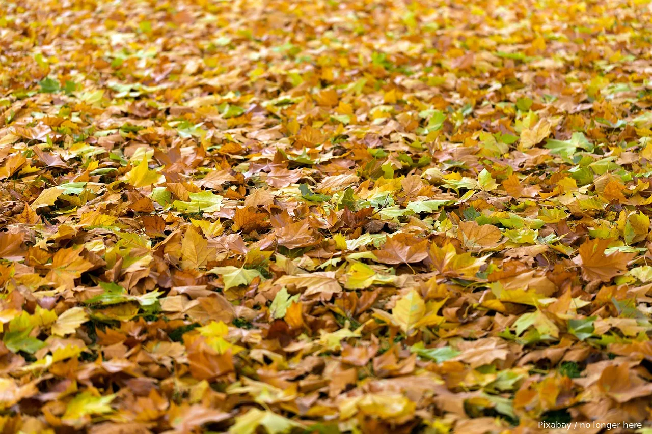 autumn 940401 1280 herfst bladeren no longer here from pixabay