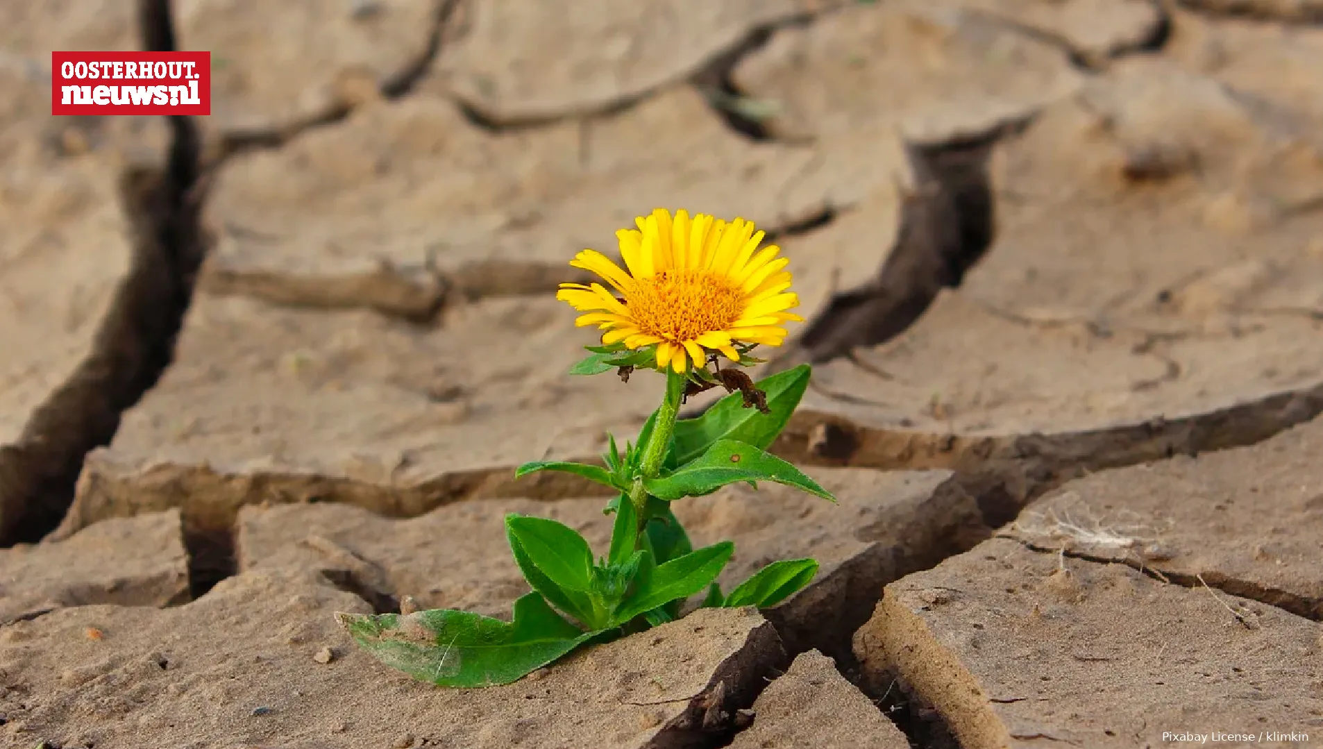 droogte bloem