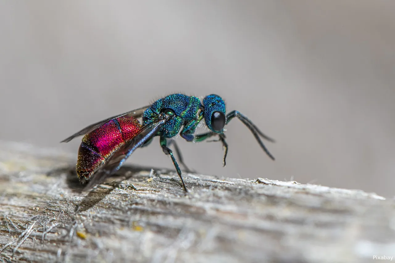 cuckoo wasp 8222801 1920