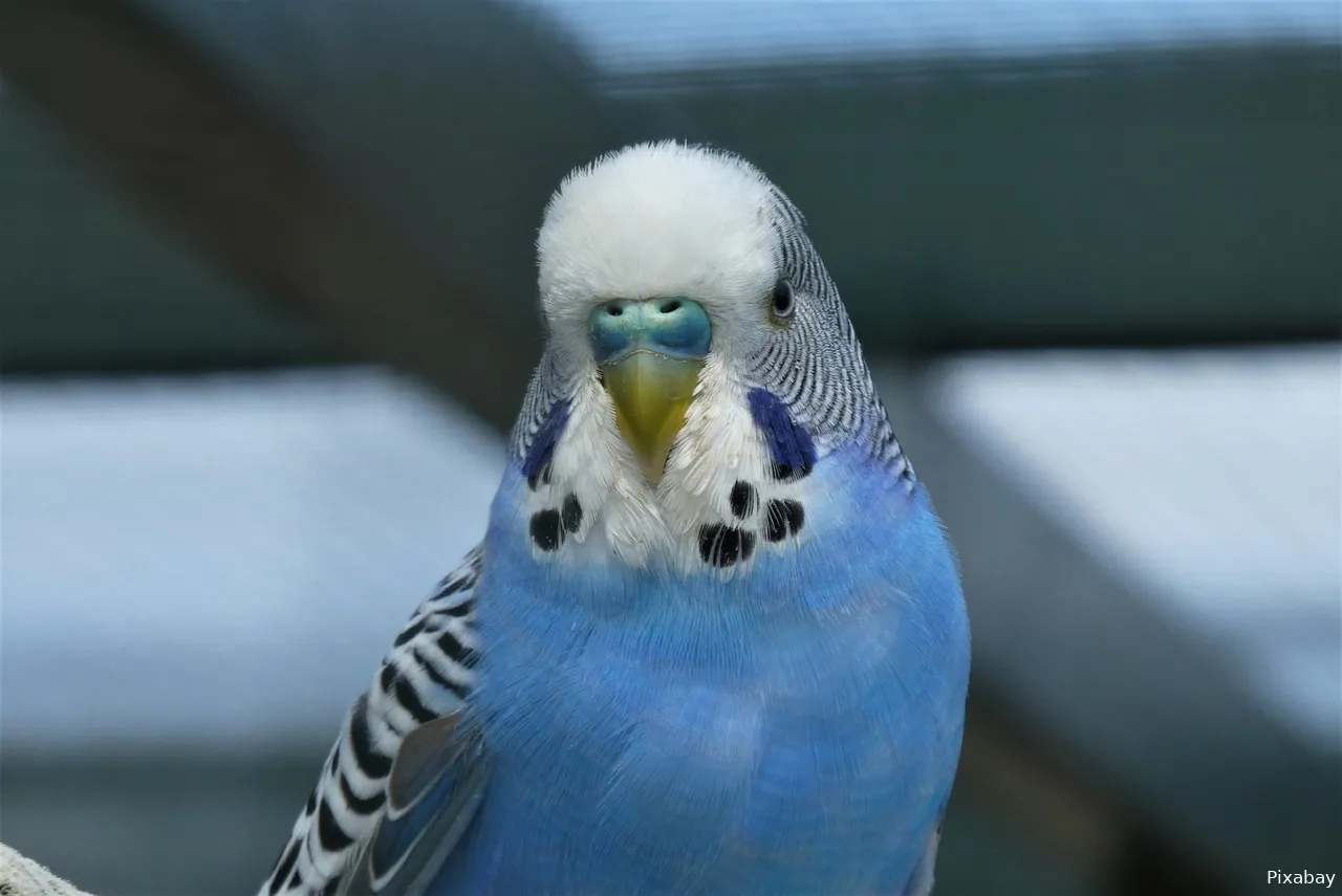 parakeet g146aa6151 1280