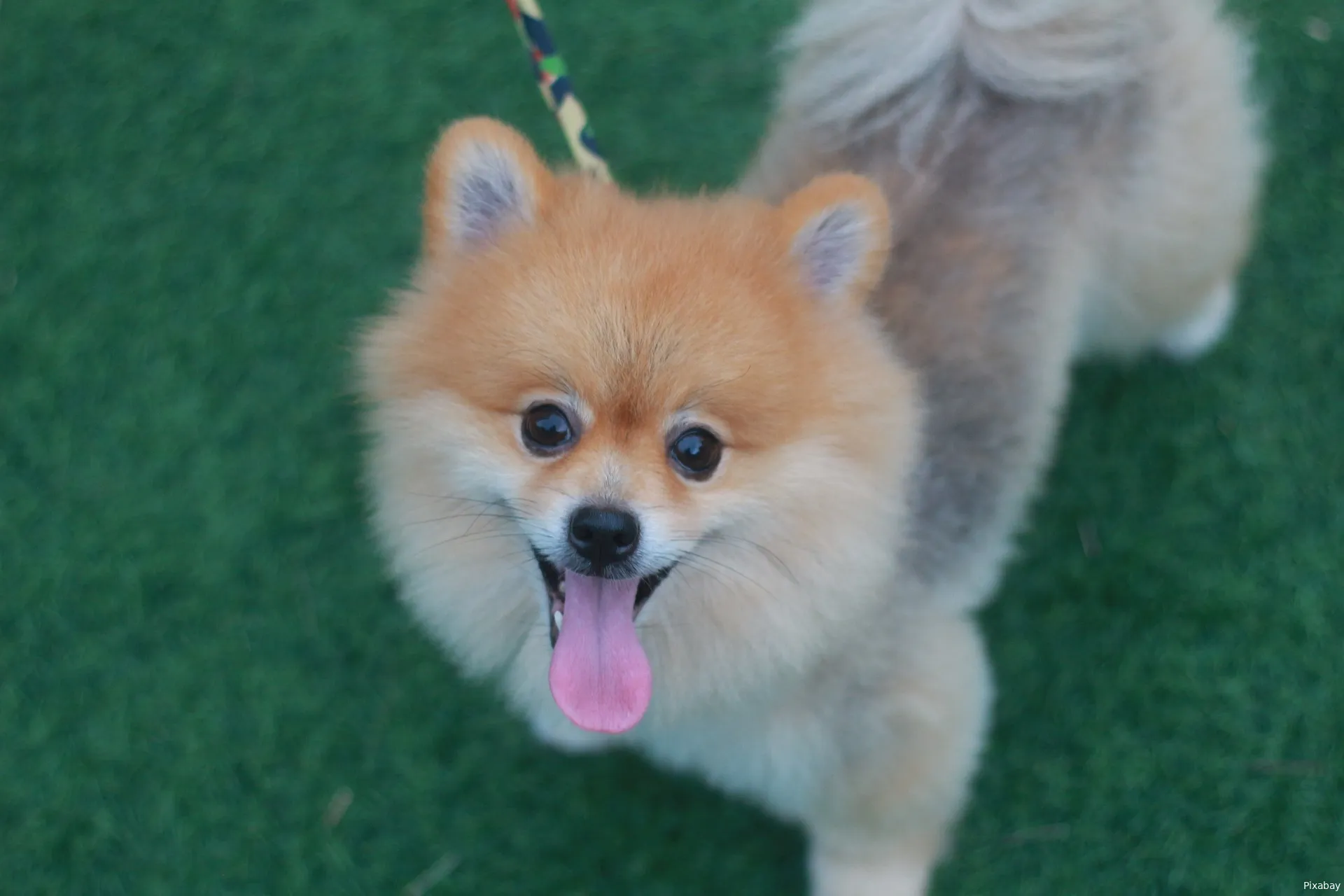 pomeranian 6874257 1920