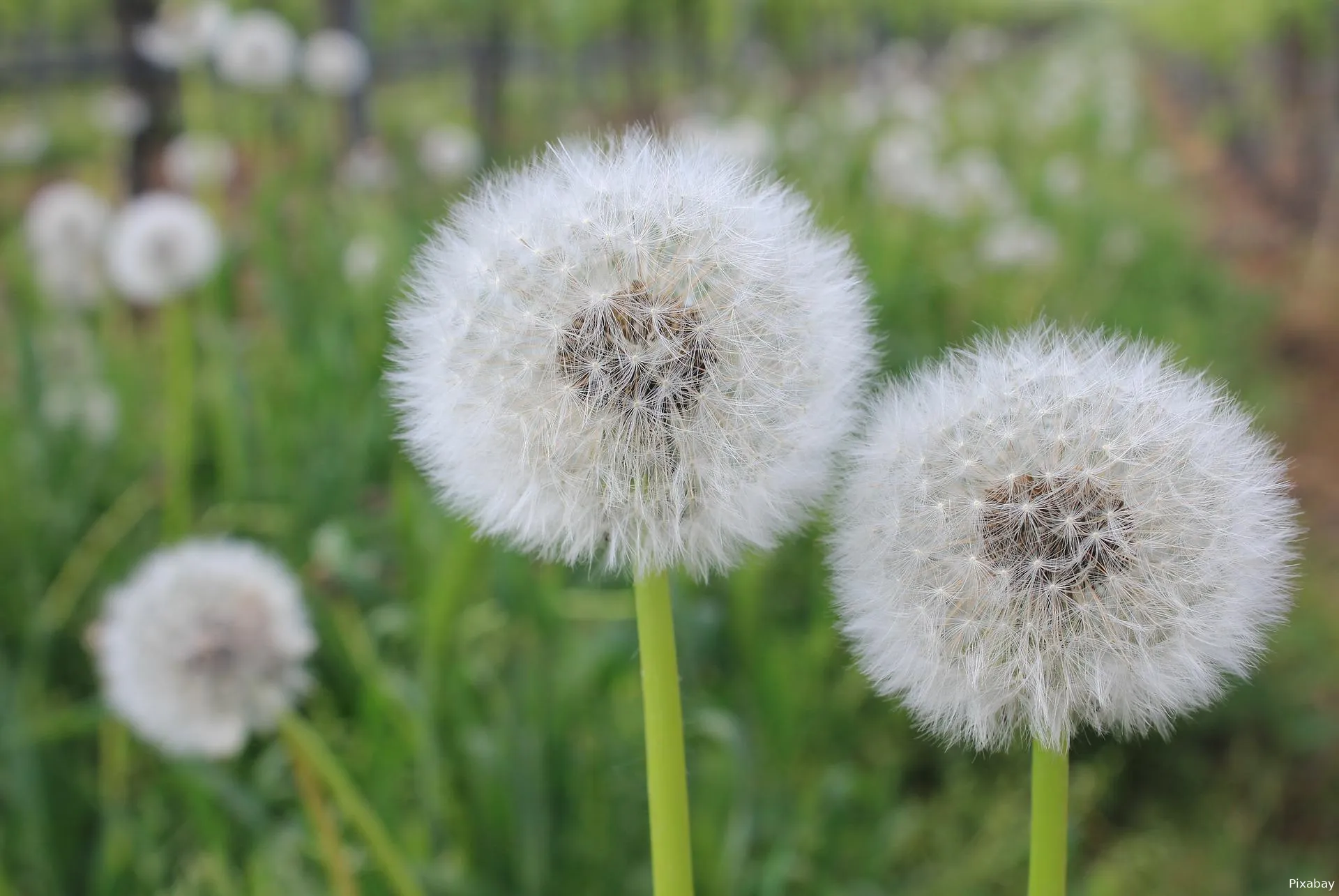 dandelion gdfff3d259 1920