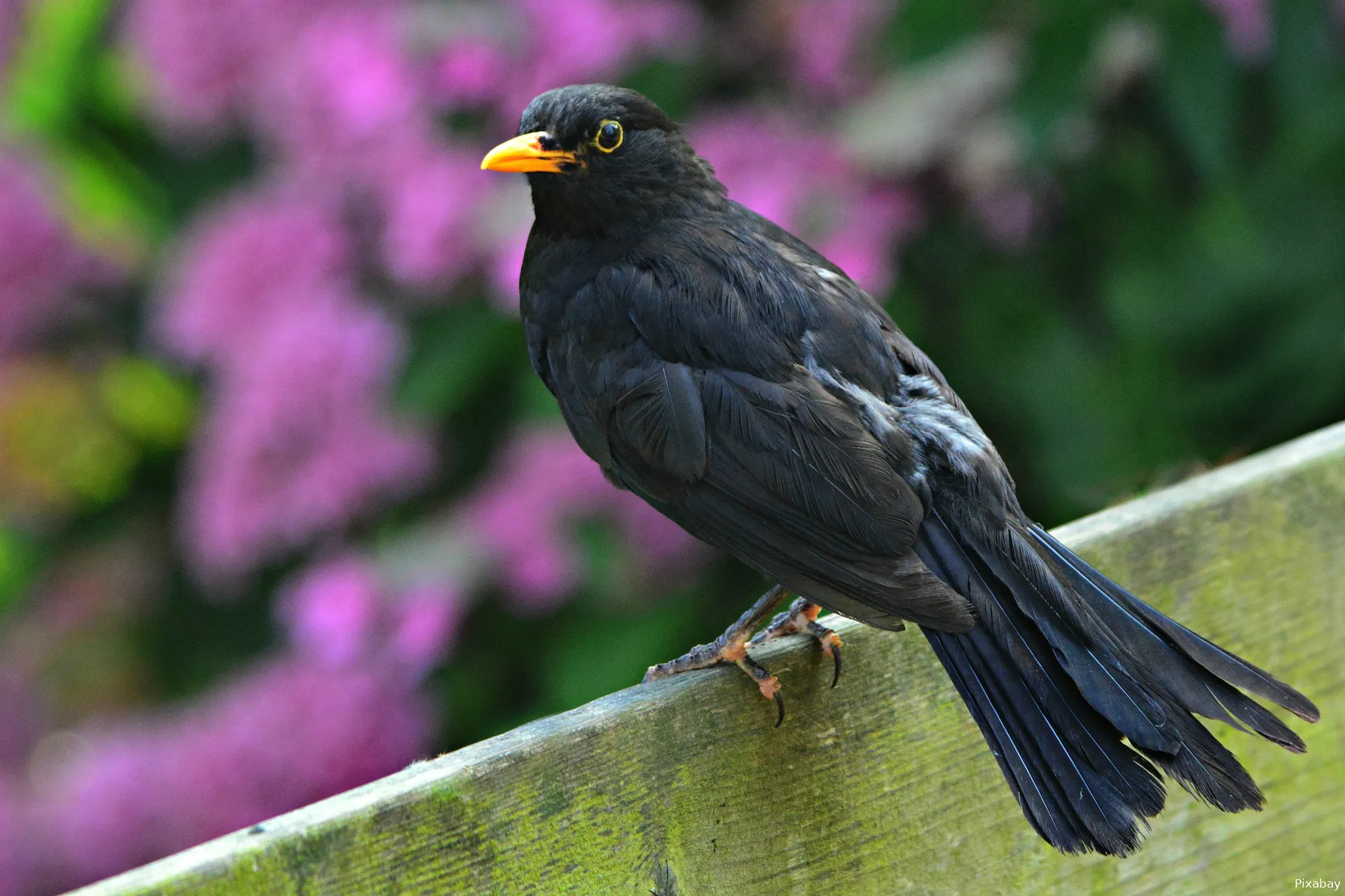 2022 03 09a merel foto pixabay blackbird gbff309ac1 1920