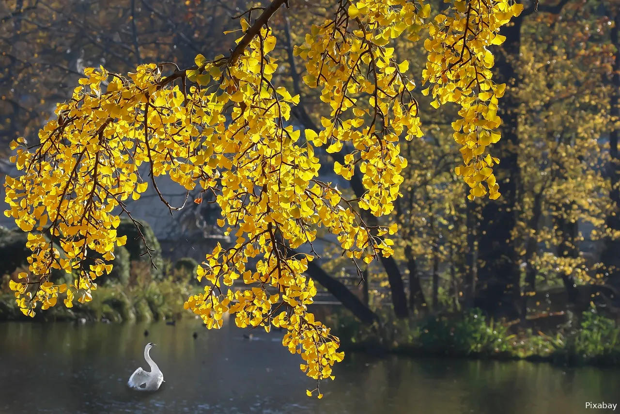 ginkgo gabriela piwowarska via pixabay