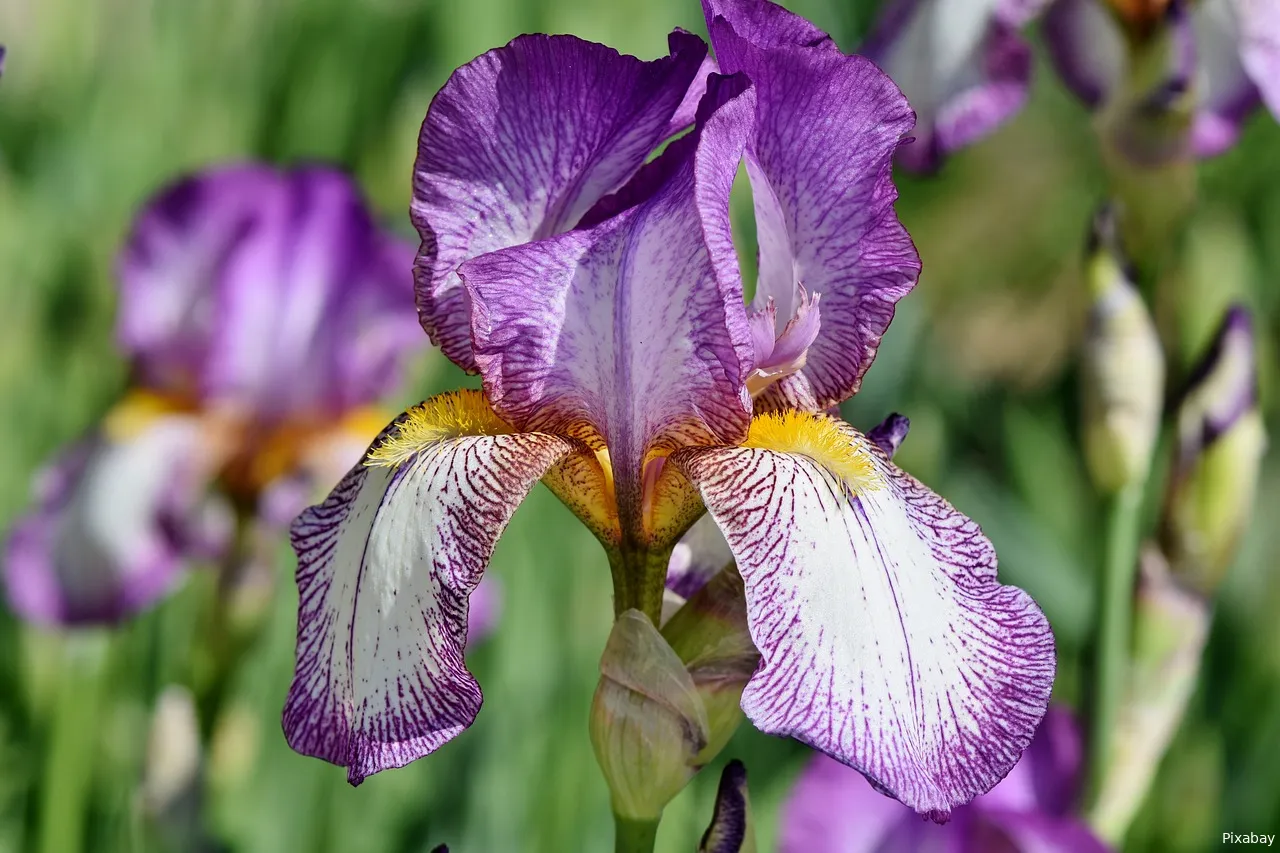 iris ralph via pixabay