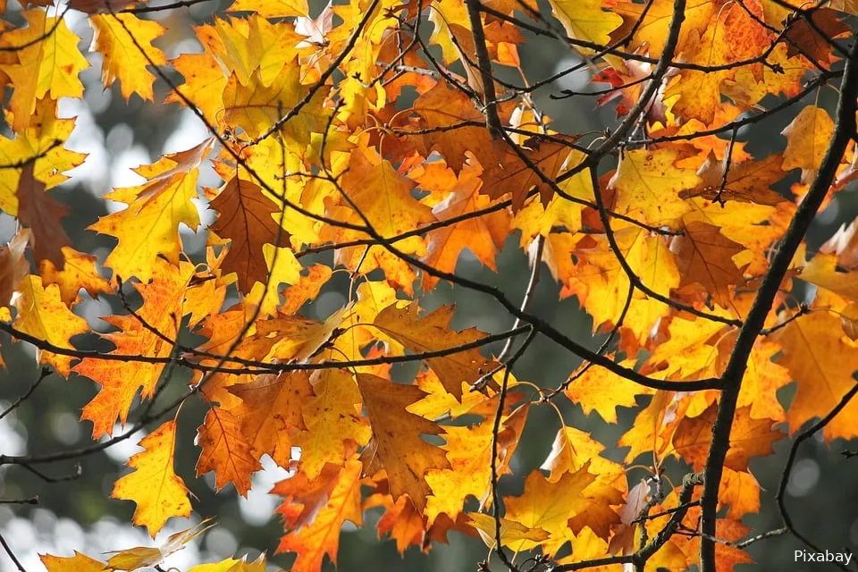 herfst in nederland