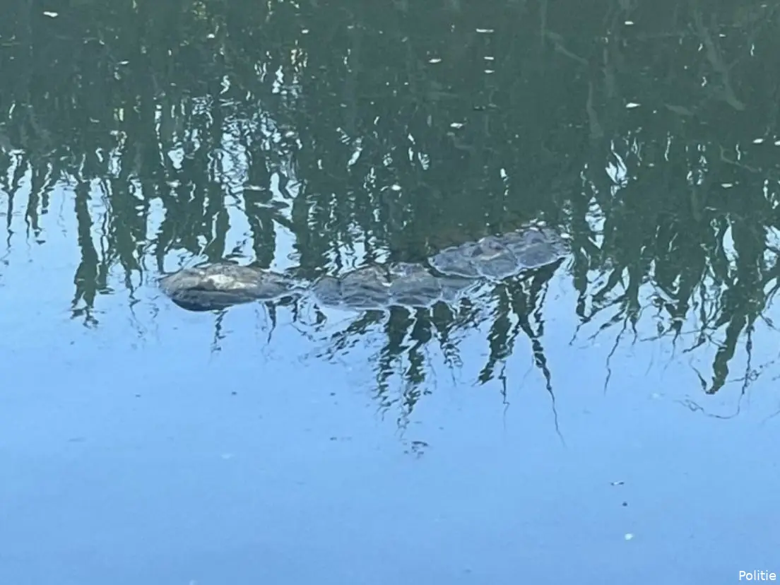 krokodil schiedam
