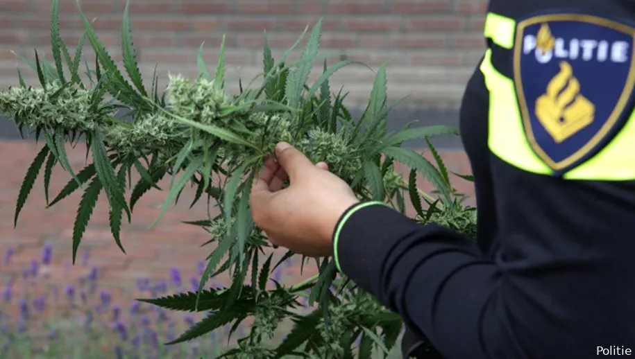 agent heeft hennepplant in handen politie ijmond 915x518 1