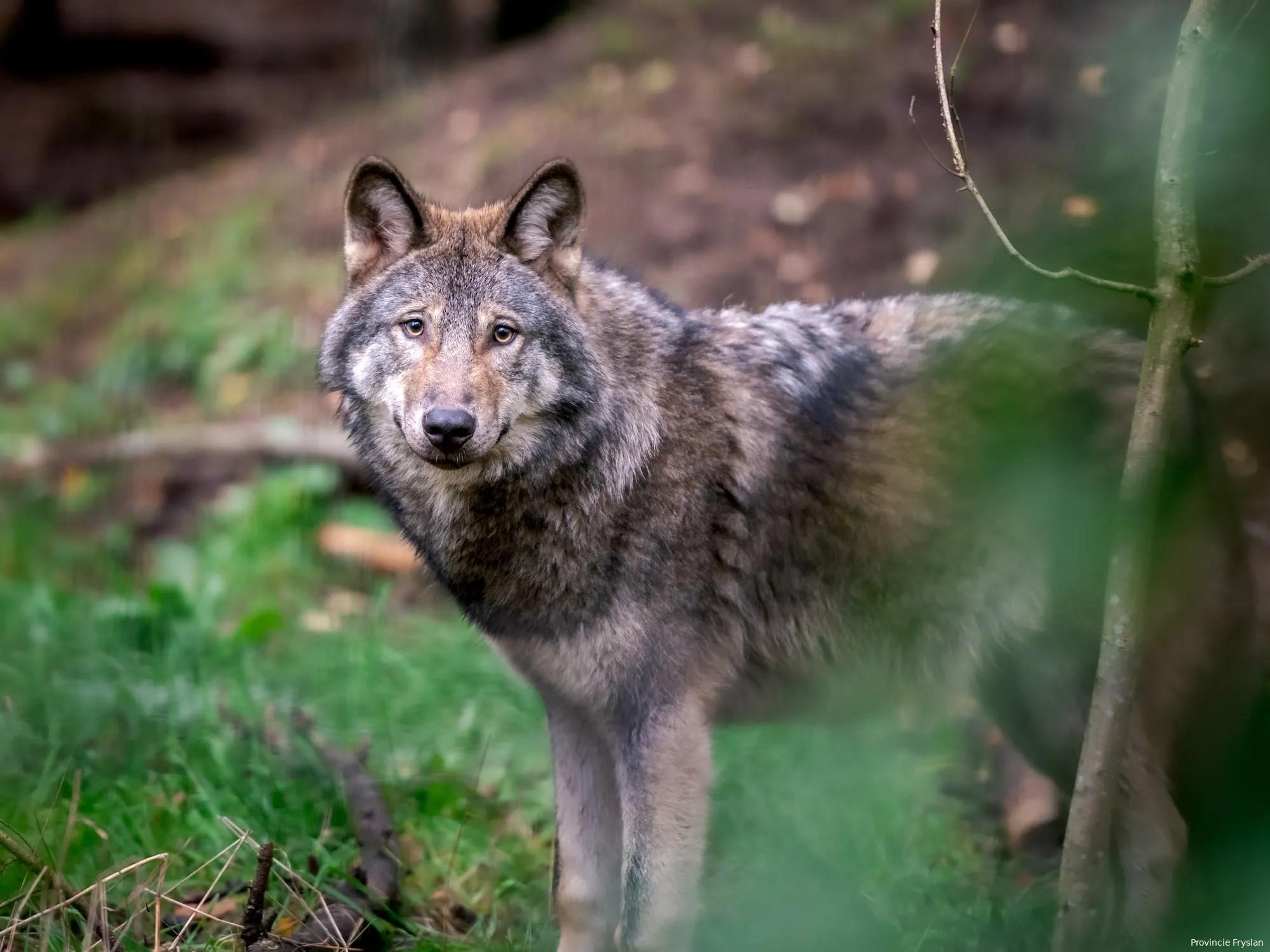 foto centraal europese wolf in nederland
