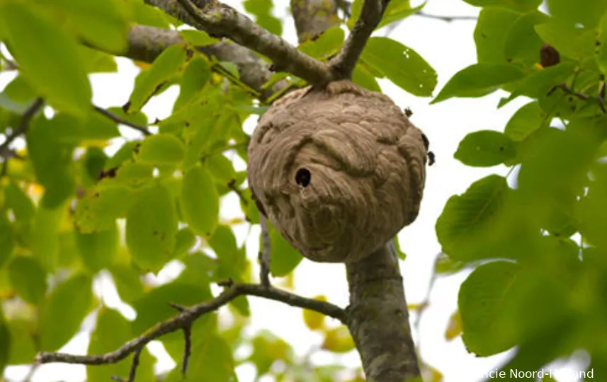 Een nest zit meestal hoog in een boom.