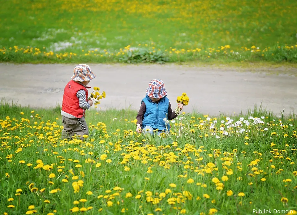 bloemen plukken