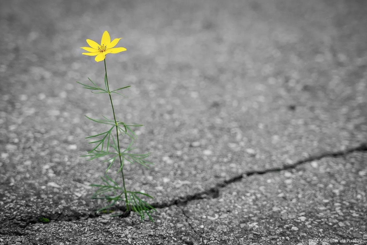 bloem in asfalt rene schindler via pixabay