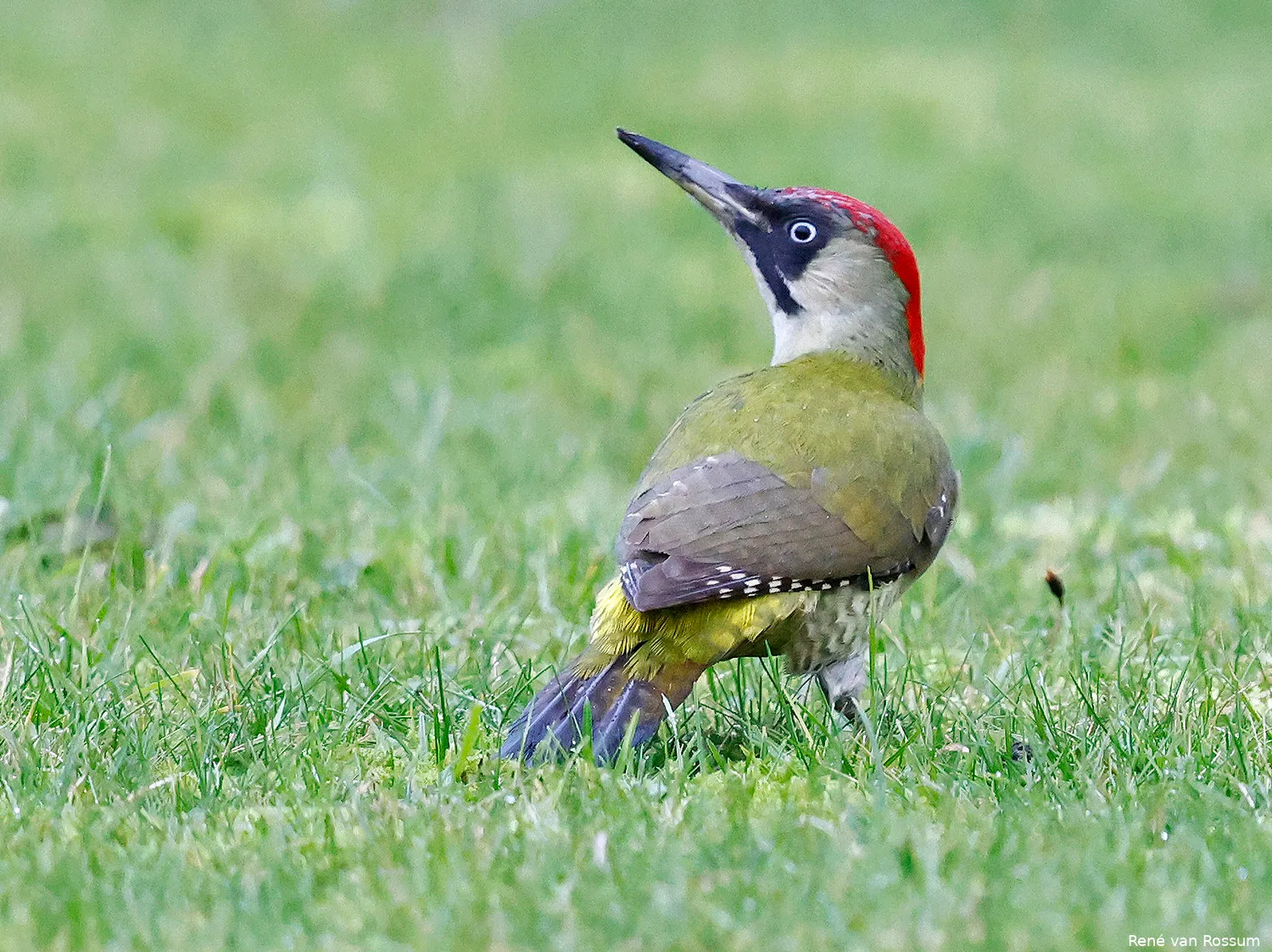 Vandaag in het Duin #25: Op zoek naar de groene specht