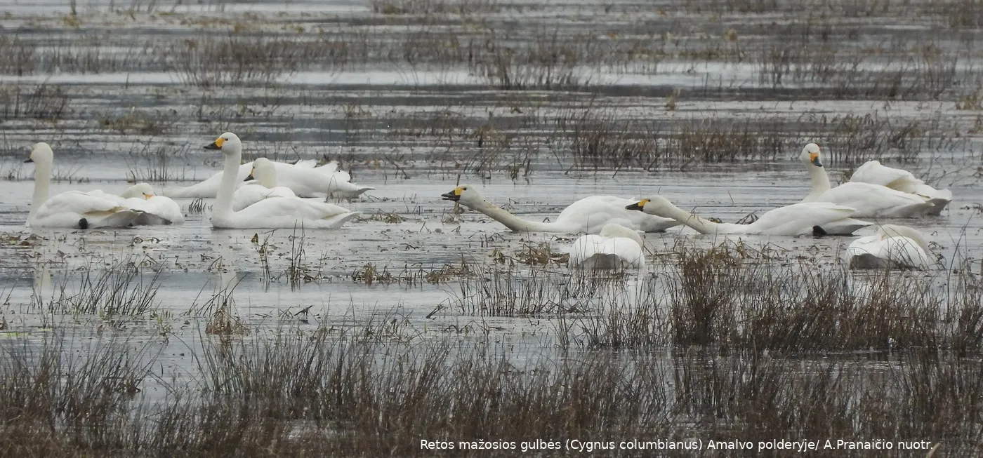 mazosios gulbes 1jpg