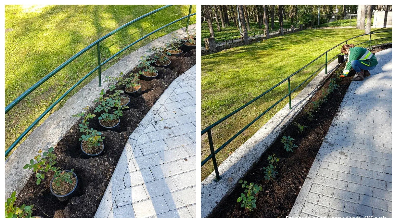 rozynas salia sauliu namu ams nuotr