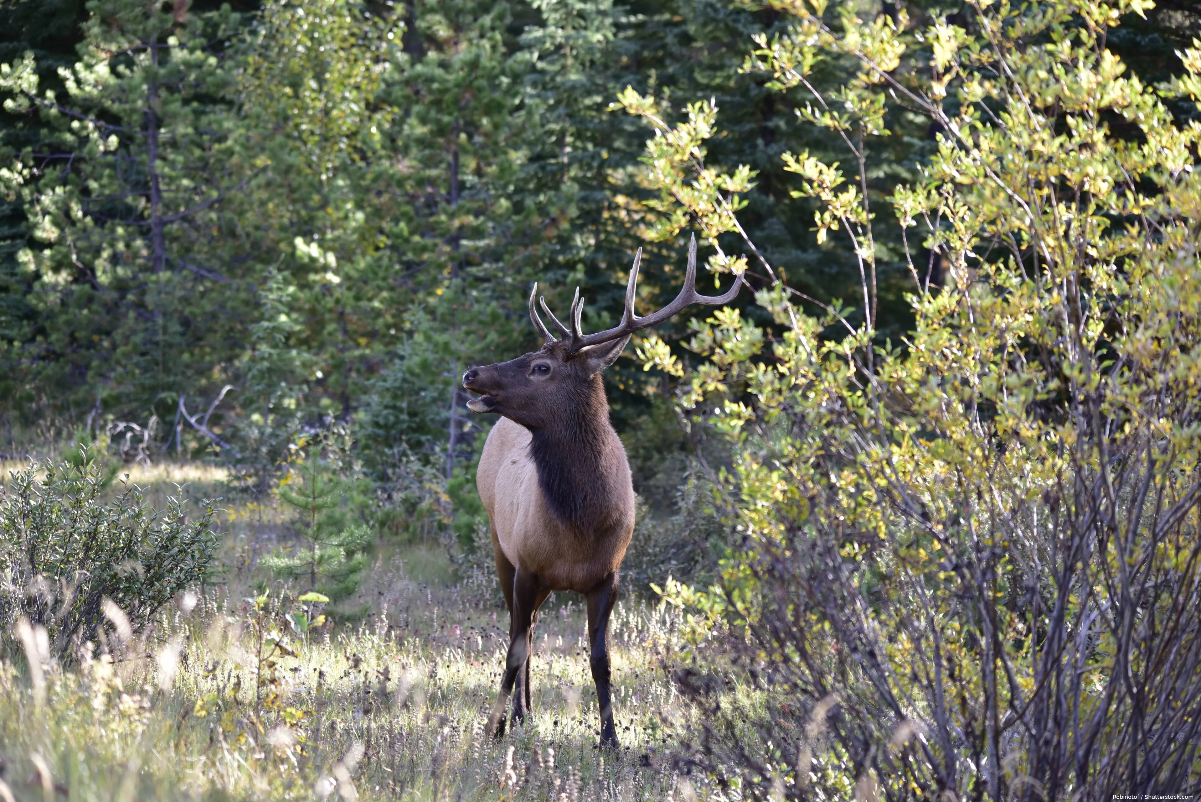 shutterstock_2211118363