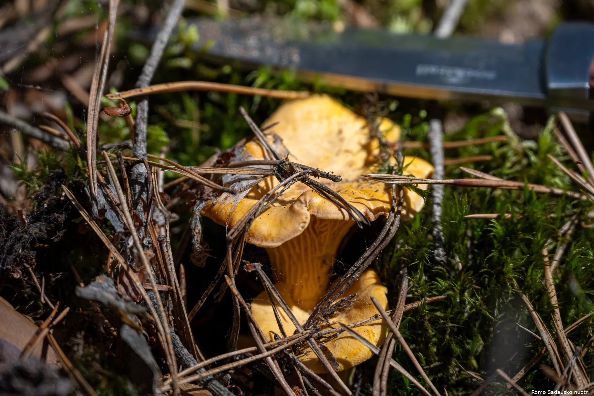 gryromosadau363992916 6713625202010028 8639768198019856819 n