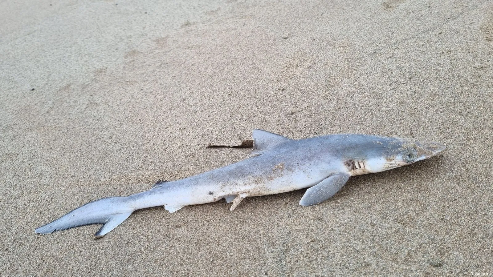 skynews brazilian sharpnose shark 6636850