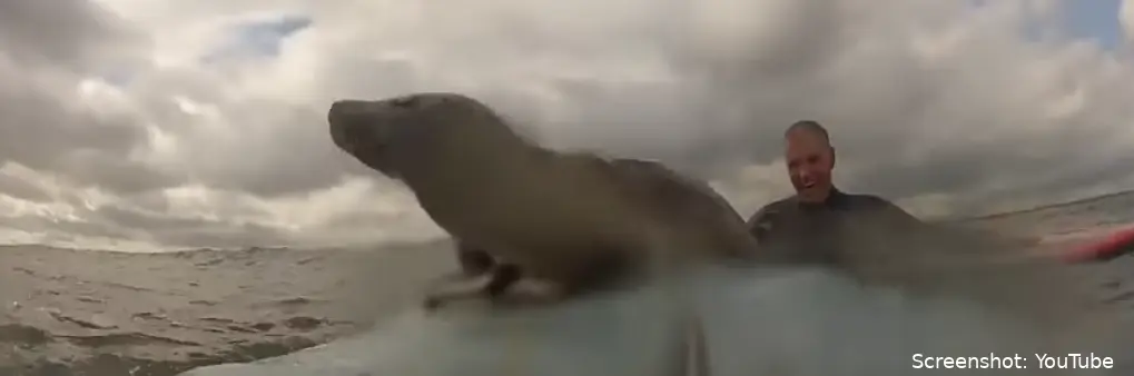 zeehond