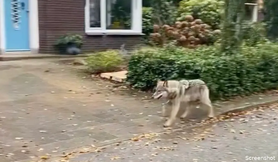 wolf ermelo
