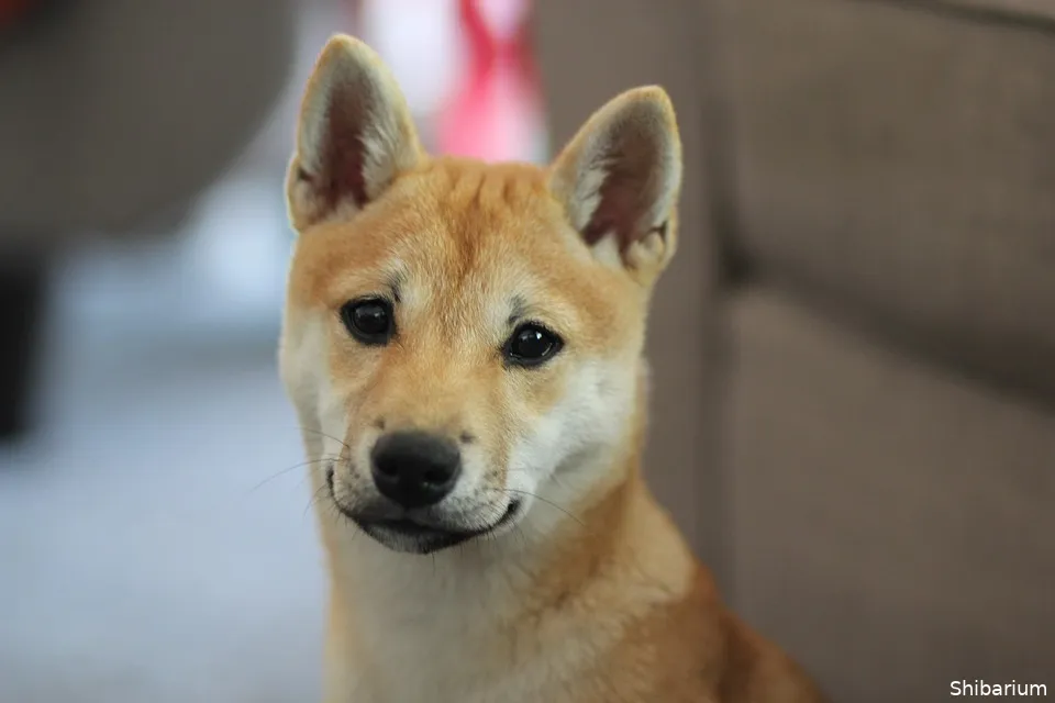 shiba inu puppynet