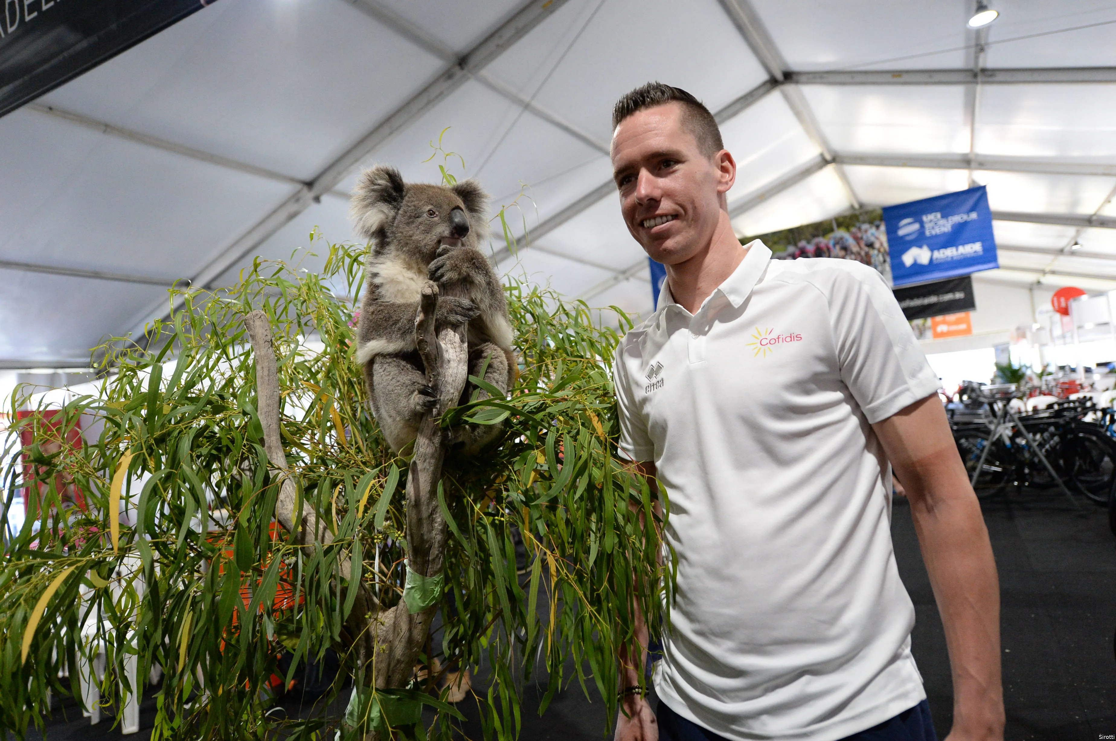 Koala kenneth van bilsen