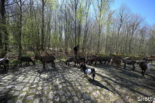 geiten-arenberg-roubaix-wallers