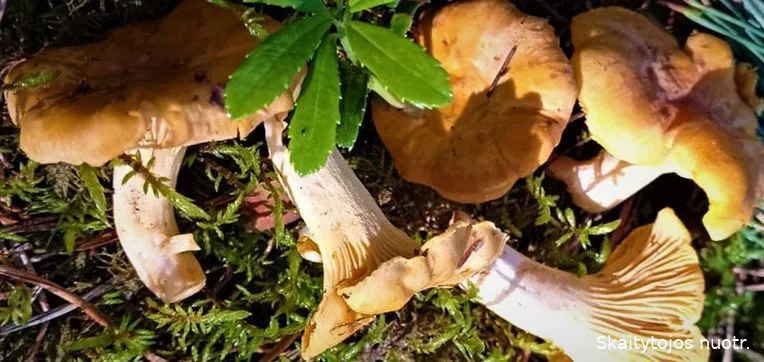 voveru208517649 606898936949644 3588814680388213294 ns