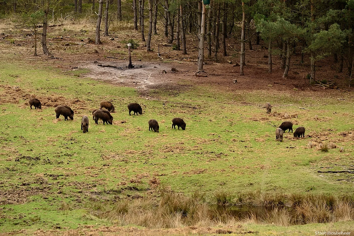 wilde zwijnen wildkijken staatsbosbeheer