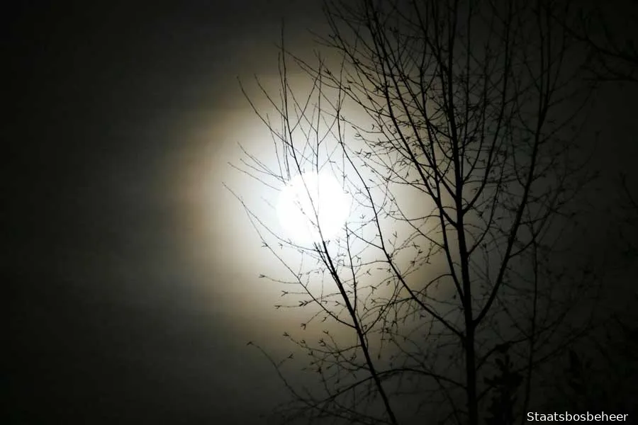 volle maan staatsbosbeheer