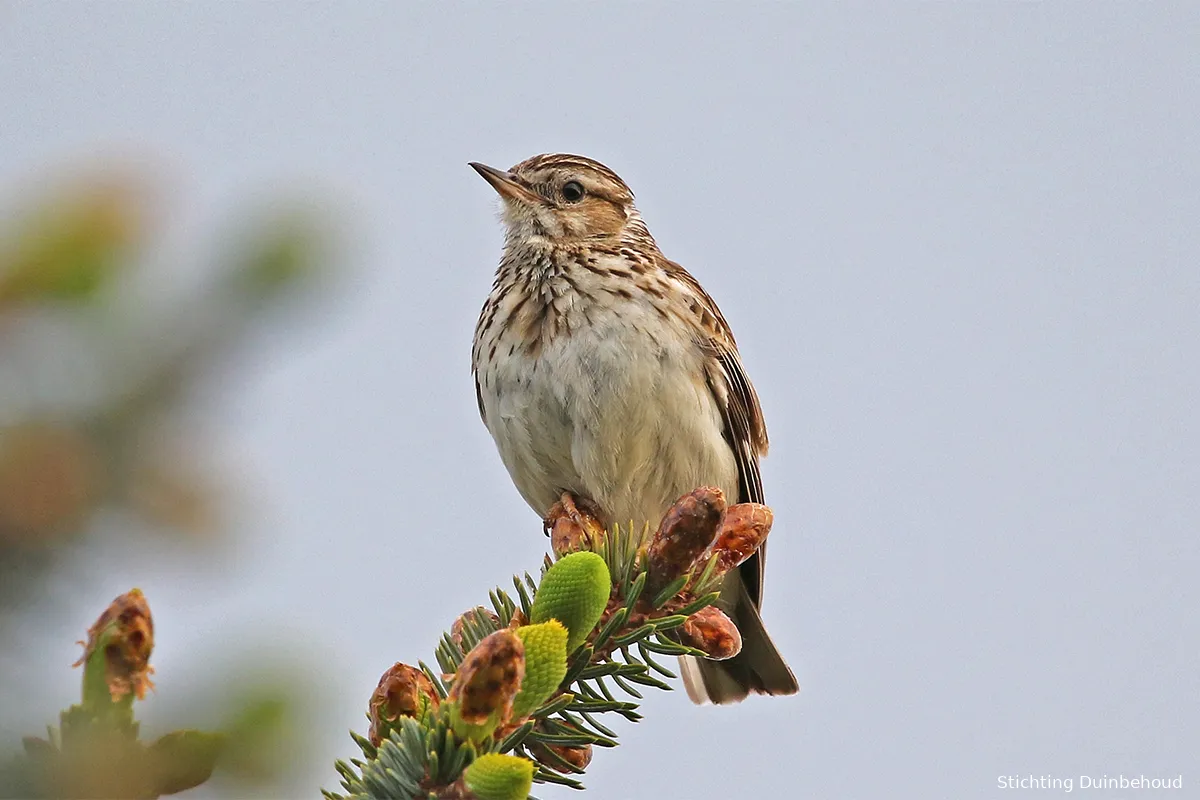 lullula arborea 099 duinpark 2020 05 16