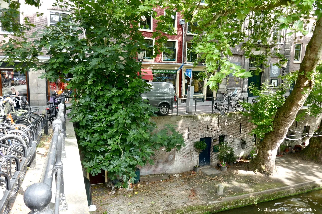 vijgenboom oudegracht