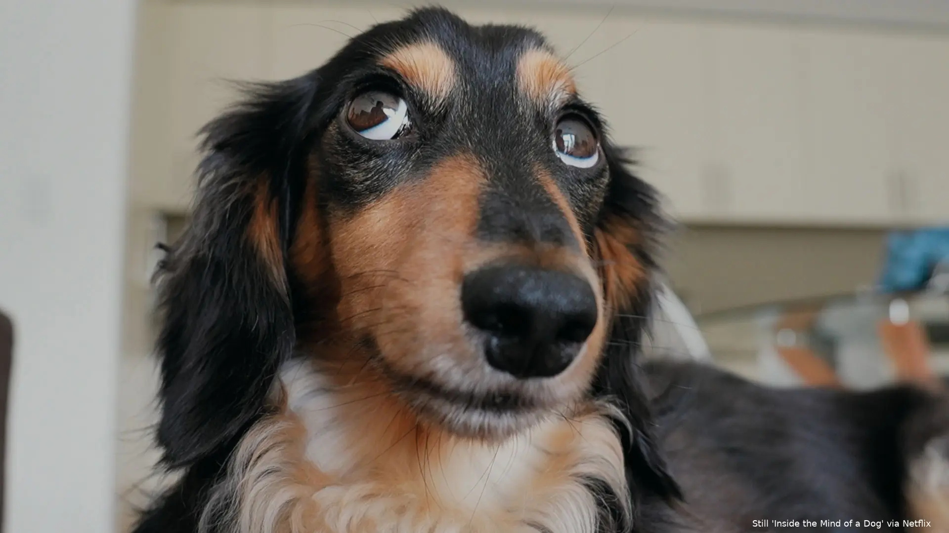 inside the mind of a dog 00 07 10 11jpg