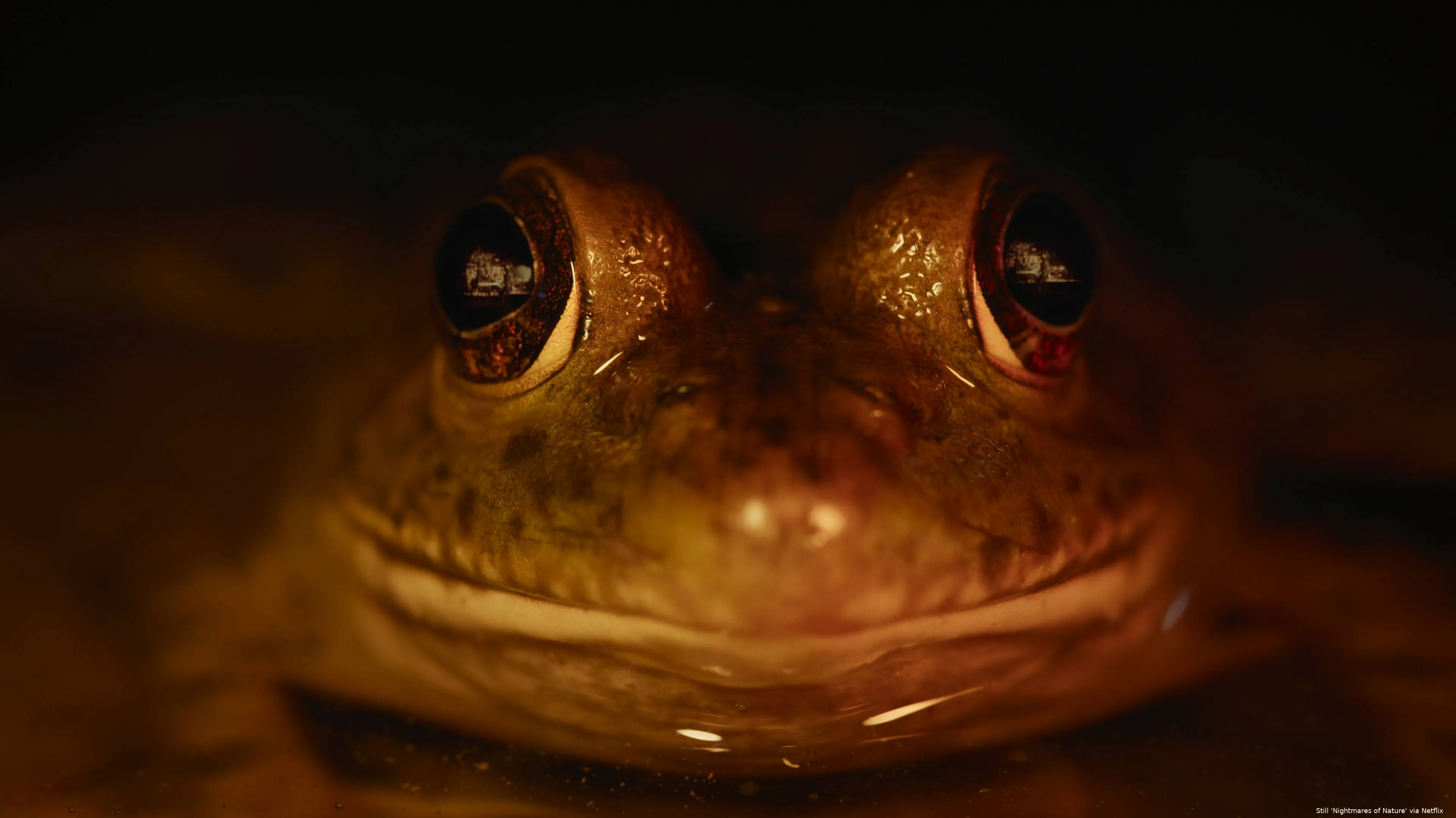 Nightmares_of_Nature_n_S1_E3_00_45_31_04