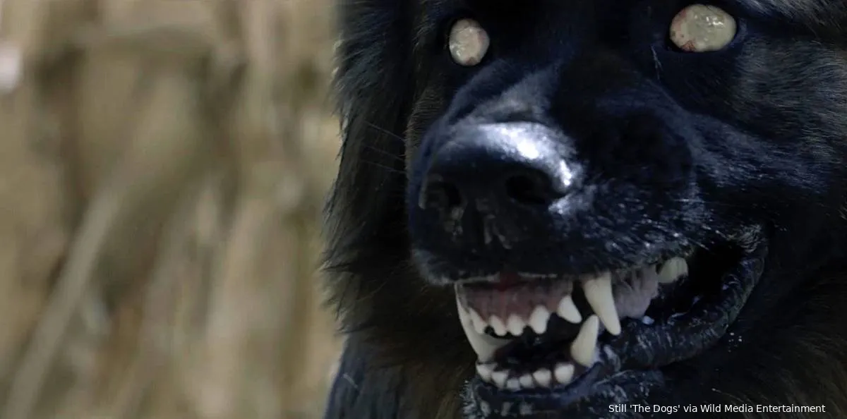 dogs 4