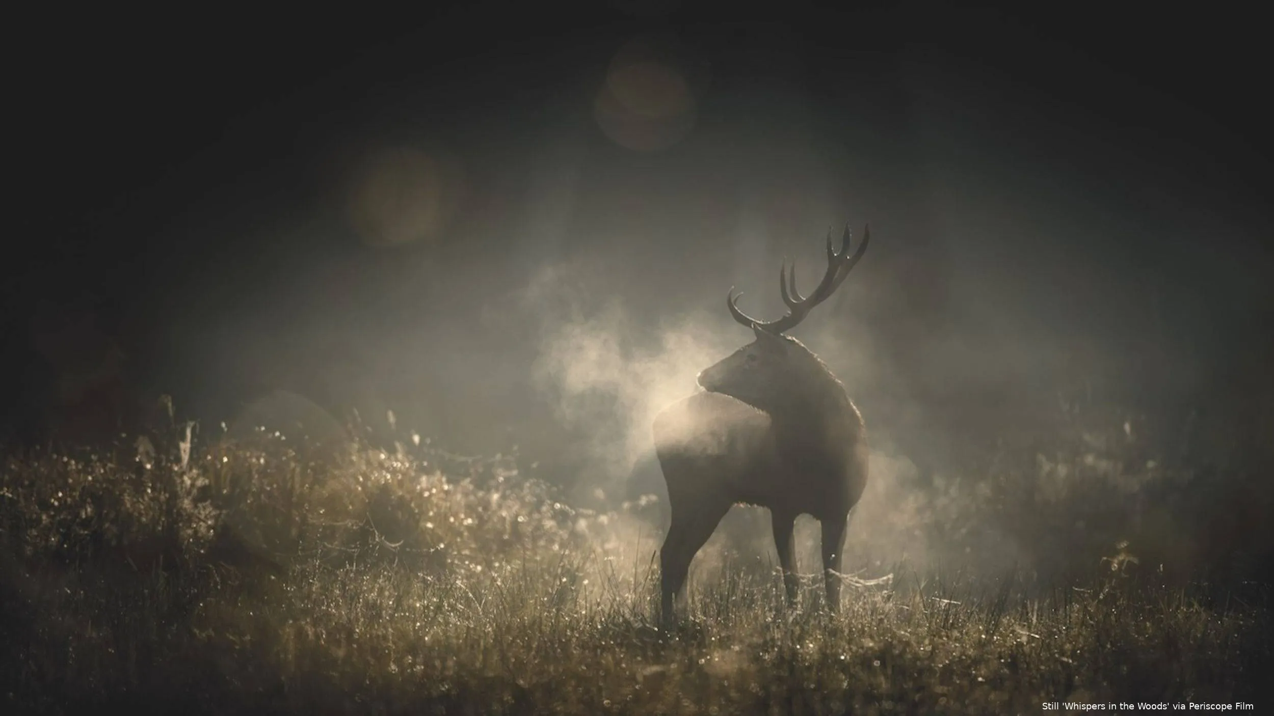 Whispers-in-the-Woods_st_1_jpg_sd-high