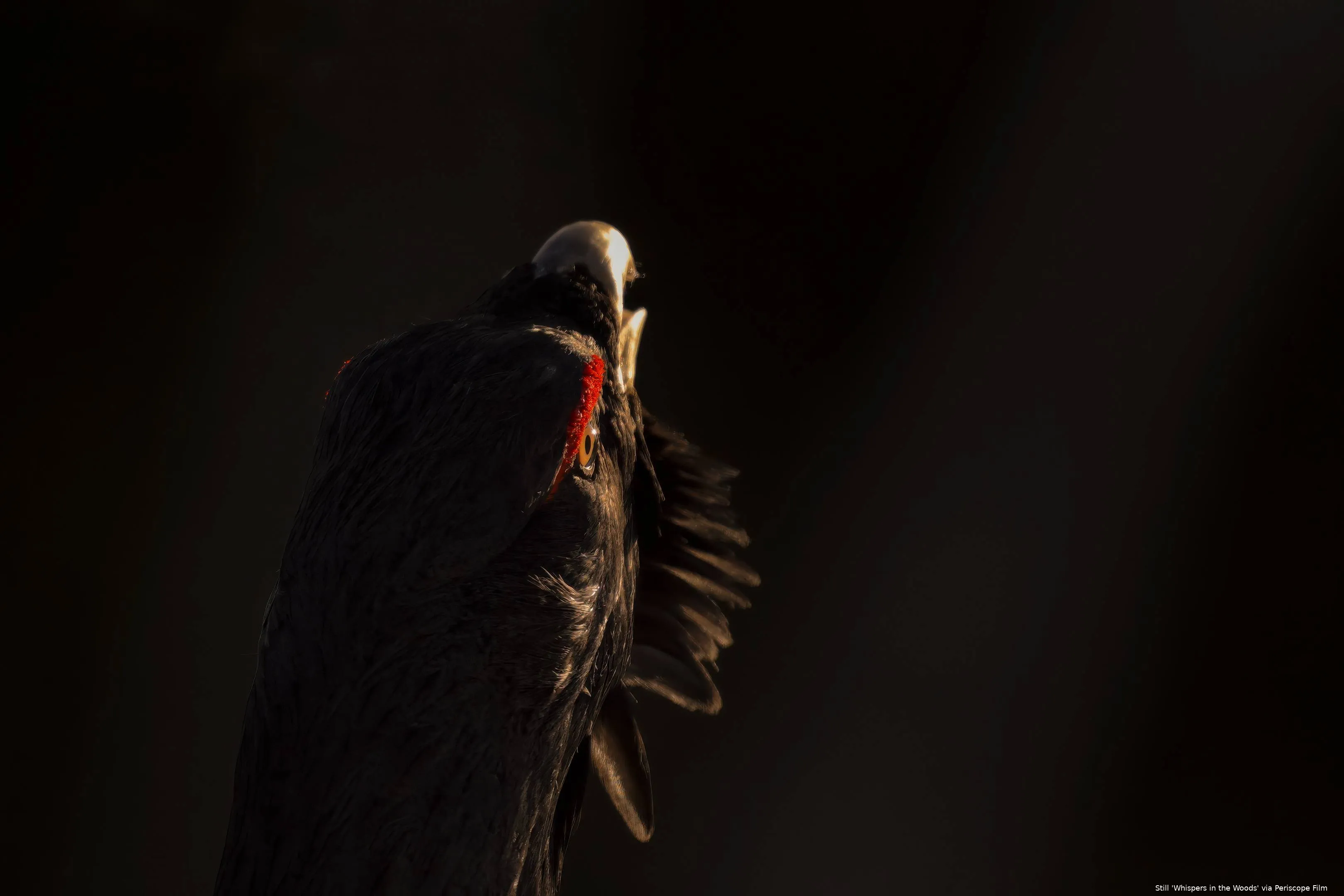 Whispers-in-the-Woods_st_3_jpg_sd-high