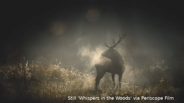 Whispers-in-the-Woods_st_1_jpg_sd-high