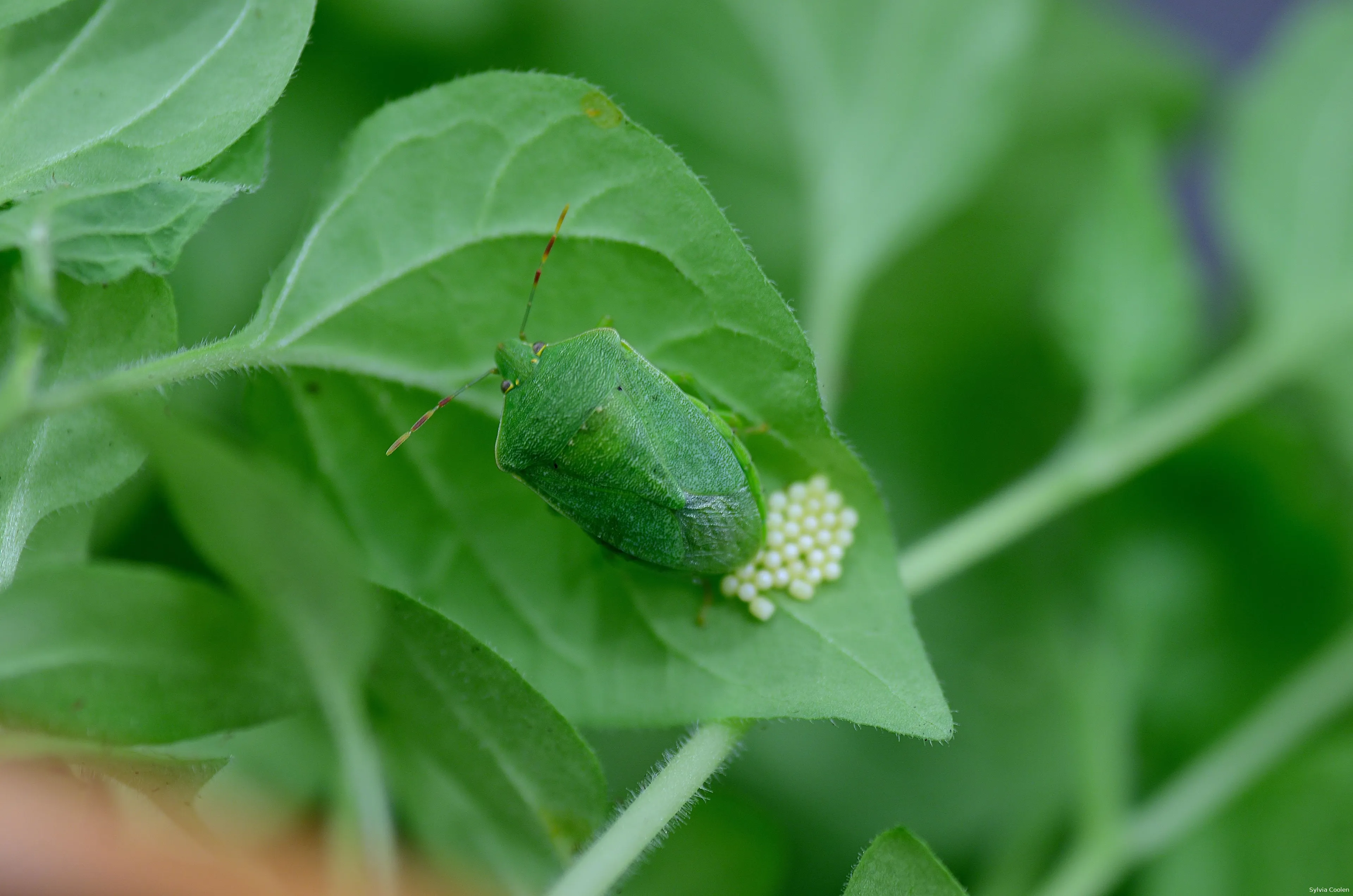 groene schildwants radboud universiteit