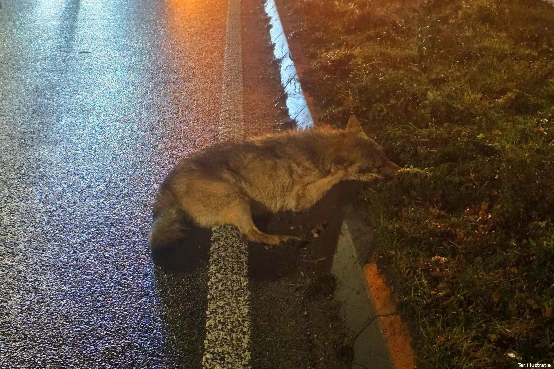 wolf doodgereden op provinciale weg in bennekom1 scaled