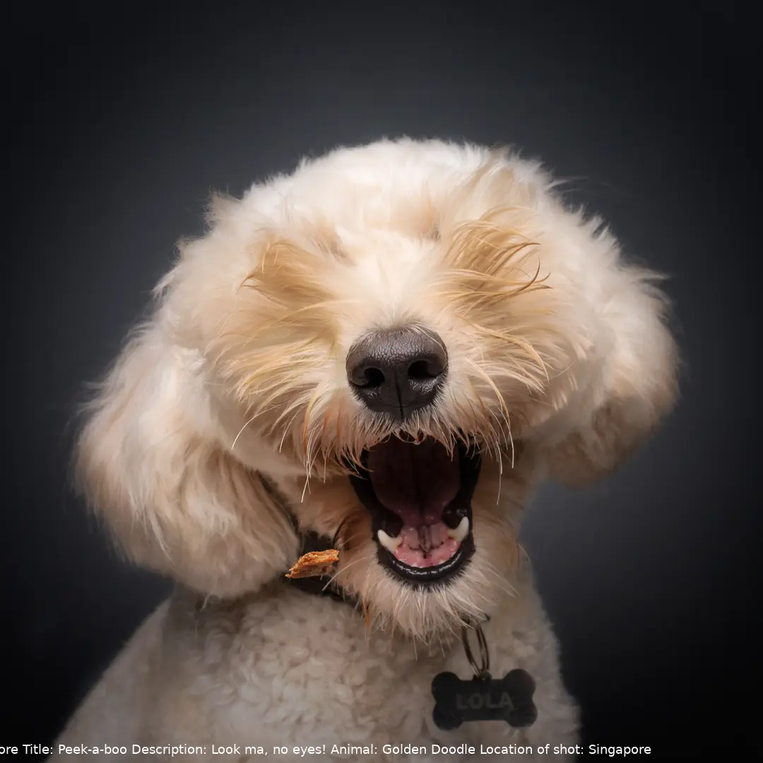 The Comedy Pet Photography Awards 2024 Bernard Sim Singapore Singapore Title: Peek-a-boo Description: Look ma, no eyes! Animal: Golden Doodle Location of shot: Singapore